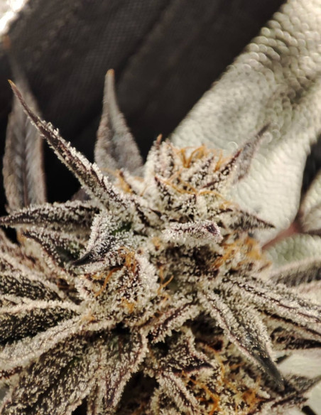 Black Truffle F2 Regular (Gnomes Seeds)-Gnomes Seeds-GnomesGarden