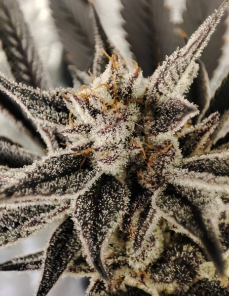 Black Truffle F2 Regular (Gnomes Seeds)-Gnomes Seeds-GnomesGarden