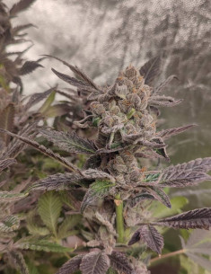 Master Truffle Regular F1 (Gnomes Seeds)