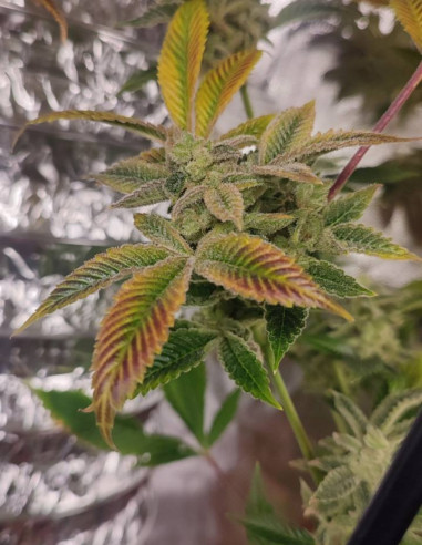 Master Truffle Regular F1 (Gnomes Seeds)-Gnomes Seeds-GnomesGarden