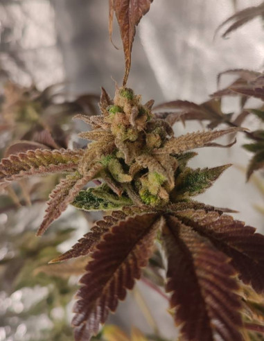 Master Truffle Regular F1 (Gnomes Seeds)-Gnomes Seeds-GnomesGarden