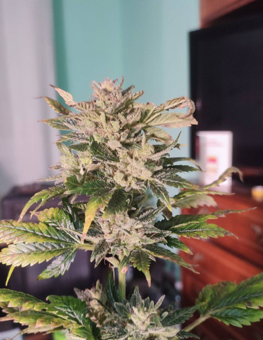 Auto Cream De La Skittlez Feminizovaná (Gnomes Seeds)-Týdenní rozmanitost -50%-GnomesGarden