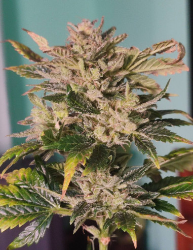 Auto Cream De La Skittlez Feminizowane (Gnomes Seeds)-Gnomes Seeds-GnomesGarden