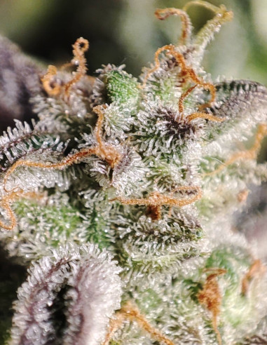 Auto Cream De La Skittlez Feminizovaná (Gnomes Seeds)-Týdenní rozmanitost -50%-GnomesGarden
