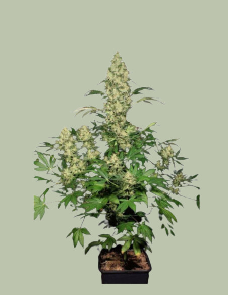 White Widow x AK 47 Feminizowane (Gnomes Seeds)-Gnomes Seeds-GnomesGarden