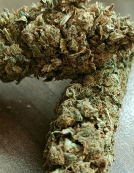 White Widow x AK 47 Feminizowane (Gnomes Seeds)-Gnomes Seeds-GnomesGarden