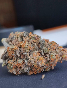 Fur 1.7 euro Auto Bubble Gum Feminisiert (Gnomes Seeds)