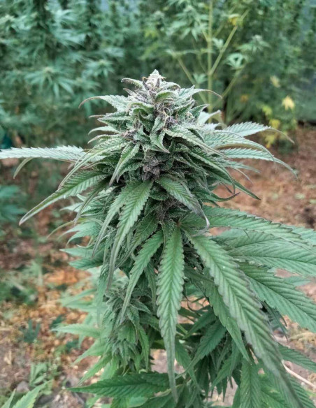 Panakeia CBG Feminizado (Gnomes Seeds)-Gnomes Seeds-GnomesGarden