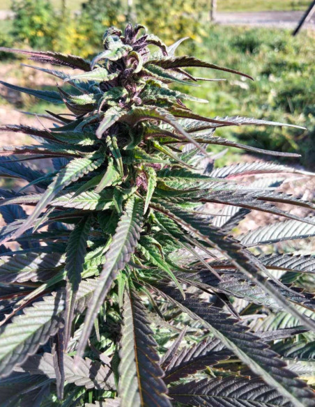 Panakeia CBG Feminizado (Gnomes Seeds)-Gnomes Seeds-GnomesGarden