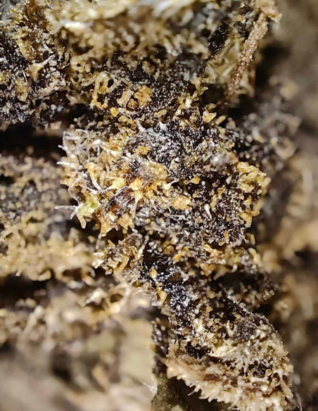 Panakeia CBG Feminizado (Gnomes Seeds)-Gnomes Seeds-GnomesGarden