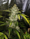 Auto ChemBanner Feminized (Gnomes Seeds)