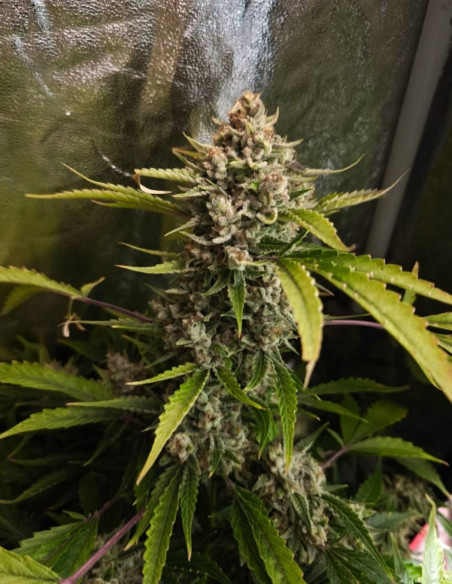 Auto ChemBanner Feminisiert (Gnomes Seeds)-Gnomes Seeds-GnomesGarden