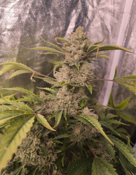 Auto ChemBanner Feminizowane (Gnomes Seeds)-Gnomes Seeds-GnomesGarden