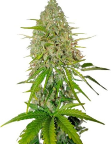 ZA 7 ZŁOTYCH Mexicana Haze Feminizowane (Gnomes Seeds)-Za 7 złych-GnomesGarden