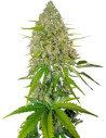 POR 1,7 EUROS Mexicana Haze Feminizada (Gnomes Seeds)