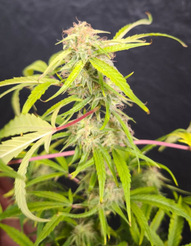ZA 7 ZŁOTYCH Auto Jack Herer x C99 Feminizowane (Gnomes Seeds)-Za 7 złych-GnomesGarden