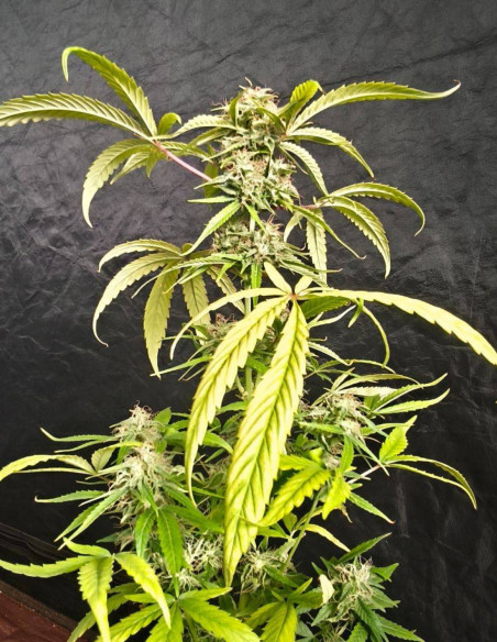 FÜR 1,7 EURO Auto Jack Herer x C99 Feminisiert (Gnomes Seeds)-Samen für 1,7 Euro-GnomesGarden