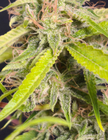 ZA 7 ZŁOTYCH Auto Jack Herer x C99 Feminizowane (Gnomes Seeds)-Za 7 złych-GnomesGarden