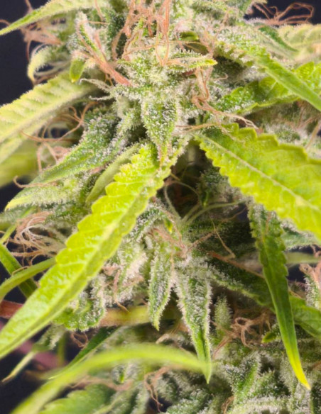 FÜR 1,7 EURO Auto Jack Herer x C99 Feminisiert (Gnomes Seeds)-Samen für 1,7 Euro-GnomesGarden