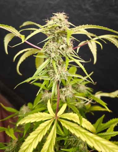 ZA 7 ZŁOTYCH Auto Jack Herer x C99 Feminizowane (Gnomes Seeds)-Za 7 złych-GnomesGarden