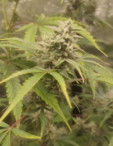 Auto Alien VS. Banner Feminizowane (Gnomes Seeds)-Gnomes Seeds-GnomesGarden