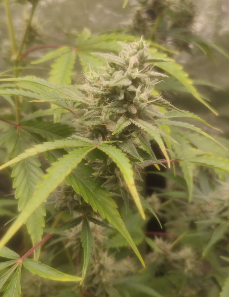 Auto Alien VS. Banner Feminizowane (Gnomes Seeds)-Gnomes Seeds-GnomesGarden