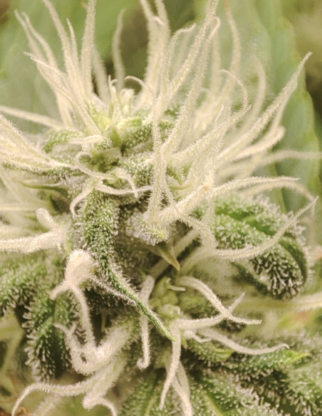 Auto Sour Stomper Feminisiert (Gnomes Seeds)-Gnomes Seeds-GnomesGarden