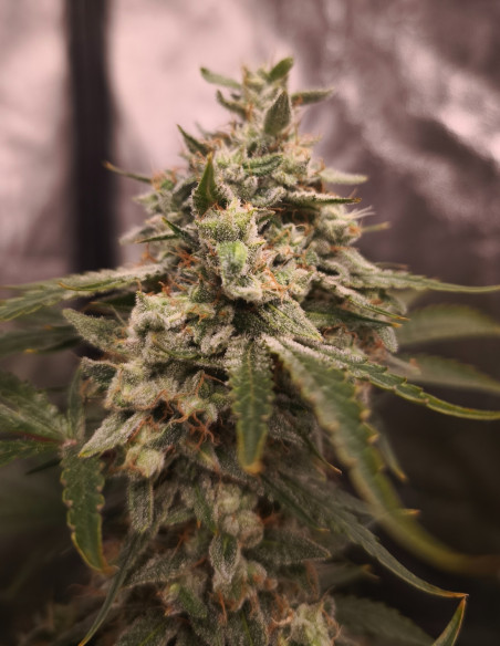 Auto Sour Stomper Feminized (Gnomes Seeds)-Gnomes Seeds-GnomesGarden
