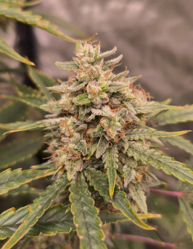 Auto Sour Stomper Feminisiert (Gnomes Seeds)-Gnomes Seeds-GnomesGarden