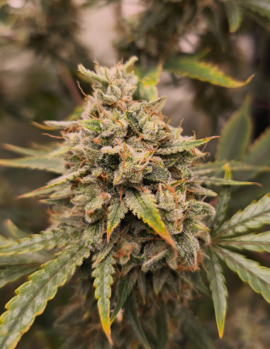 Auto Sour Stomper Feminisiert (Gnomes Seeds)-Gnomes Seeds-GnomesGarden