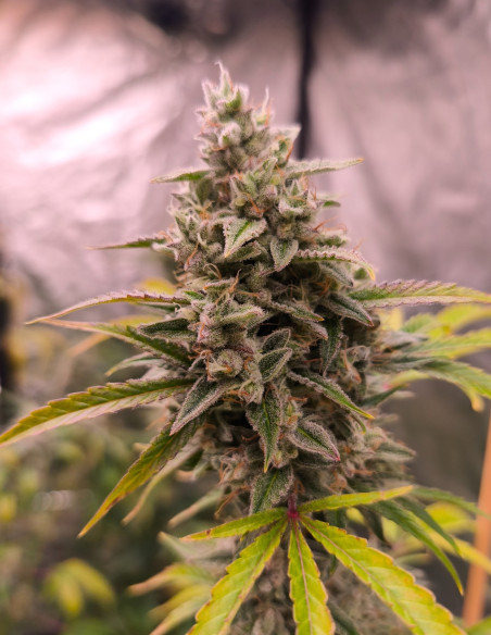 Auto Sour Stomper Feminisiert (Gnomes Seeds)-Gnomes Seeds-GnomesGarden