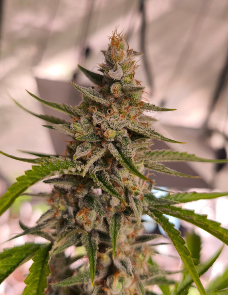 Auto Sour Stomper Feminizowane (Gnomes Seeds)-Gnomes Seeds-GnomesGarden