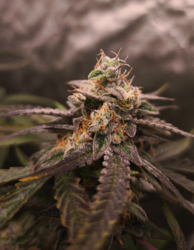 Auto Chemdogy Bruce Feminizowane (Gnomes Seeds)-Gnomes Seeds-GnomesGarden