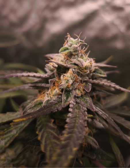 Auto Chemdogy Bruce Feminizowane (Gnomes Seeds)-Gnomes Seeds-GnomesGarden