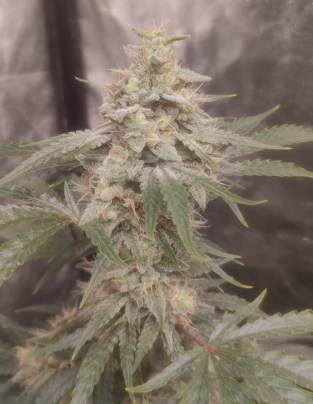Auto Chemdogy Bruce Feminizowane (Gnomes Seeds)-Gnomes Seeds-GnomesGarden