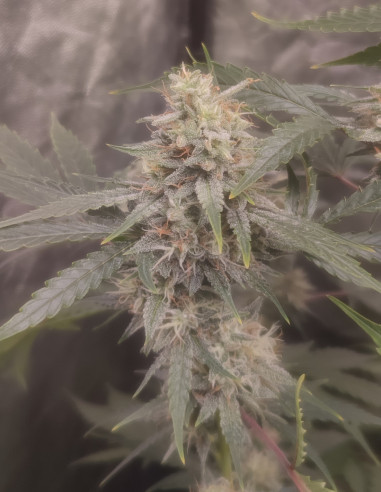 Auto Chemdogy Bruce Feminizowane (Gnomes Seeds)-Gnomes Seeds-GnomesGarden