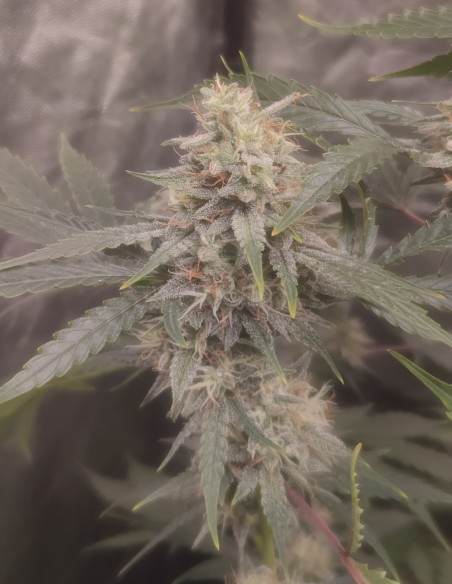 Auto Chemdogy Bruce Feminizovane (Gnomes Seeds)-Gnomes Seeds-GnomesGarden