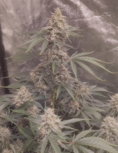 Auto Chemdogy Bruce Feminizovane (Gnomes Seeds)-Gnomes Seeds-GnomesGarden