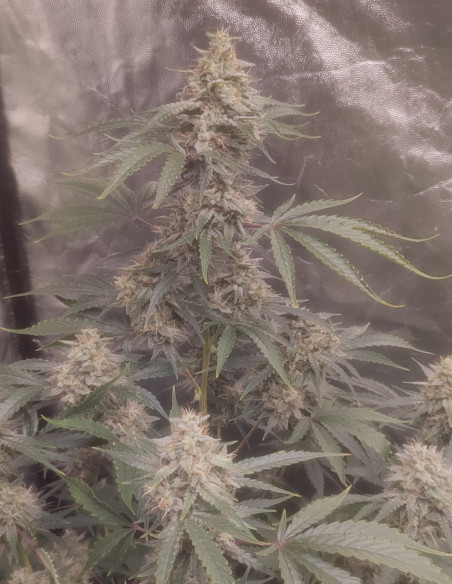 Auto Chemdogy Bruce Feminizowane (Gnomes Seeds)-Gnomes Seeds-GnomesGarden