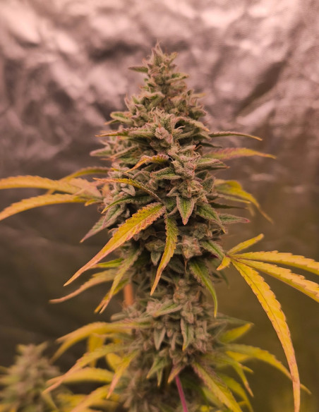 Auto Pound Banner Feminizovane (Gnomes Seeds)-Gnomes Seeds-GnomesGarden