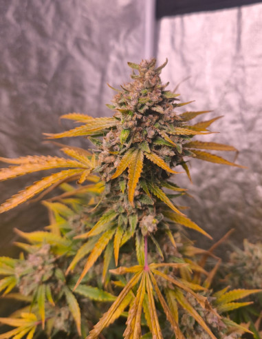 Auto Pound Banner Feminizowane (Gnomes Seeds)-Gnomes Seeds-GnomesGarden