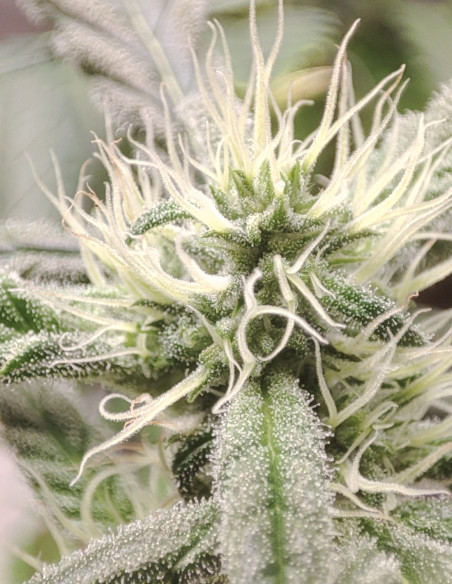 Auto Pound Banner Feminizovane (Gnomes Seeds)-Gnomes Seeds-GnomesGarden