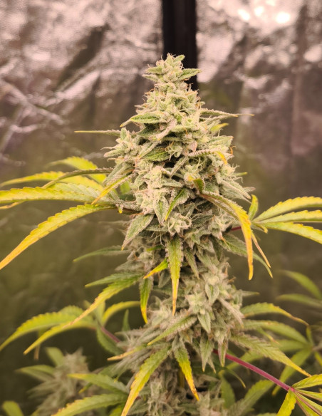 Auto Pound Banner Feminizovane (Gnomes Seeds)-Gnomes Seeds-GnomesGarden