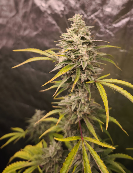 Auto Pound Banner Feminizovane (Gnomes Seeds)-Gnomes Seeds-GnomesGarden