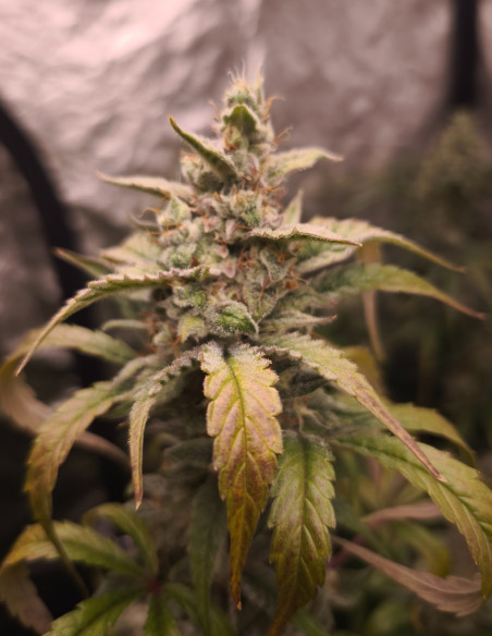 Auto Pound Banner Feminizovane (Gnomes Seeds)-Gnomes Seeds-GnomesGarden