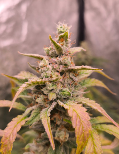 Auto Pound Banner Feminizovane (Gnomes Seeds)-Gnomes Seeds-GnomesGarden