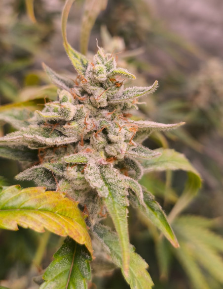 Auto Pound Banner Feminizovane (Gnomes Seeds)-Gnomes Seeds-GnomesGarden