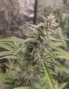 Auto Sour Cake Kush Feminizado (Gnomes Seeds)