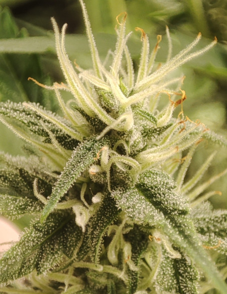 Auto Sour Cake Kush Feminisiert (Gnomes Seeds)-Sorte der Woche -50%-GnomesGarden