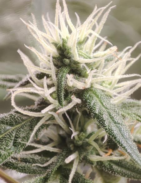 Auto Fire Bruce Feminizowane (Gnomes Seeds)-Gnomes Seeds-GnomesGarden